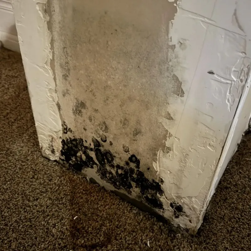 Professional Mold Removal in Jefferson County, OH